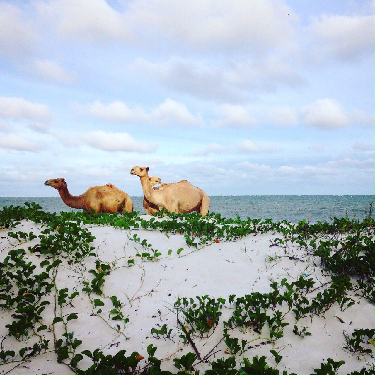 Nairobi city tour experience