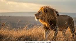 Maasai Mara safari landscape